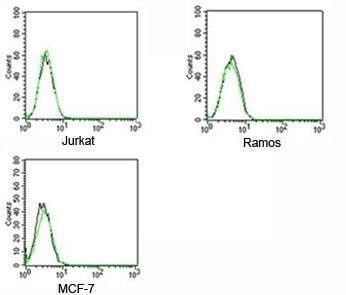 Rabbit IgG Isotype Control Polyclonal Antibody [FITC Conjugated]