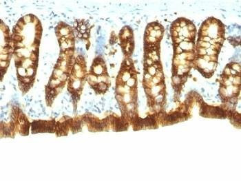 Anti-Rat/Mouse EpCAM Antibody