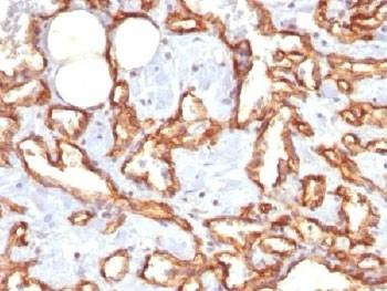 Anti-CD31 Antibody