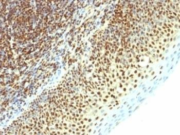 Anti-SUMO2 Antibody