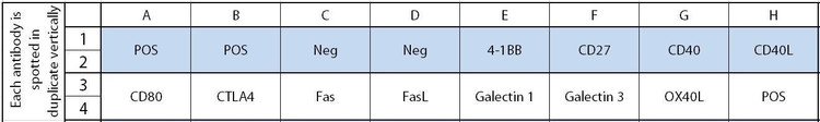 Mouse Immune Checkpoint Array C1