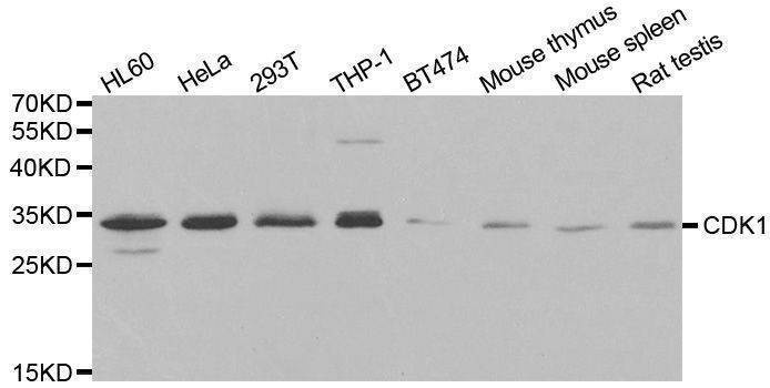 Anti-CDK1 Antibody