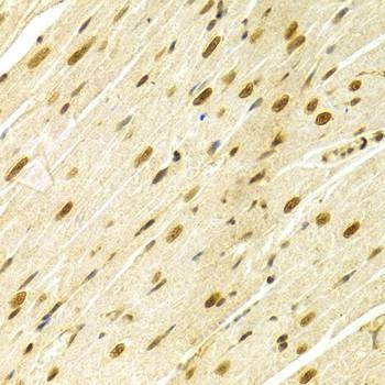 Anti-MAPK3 Antibody