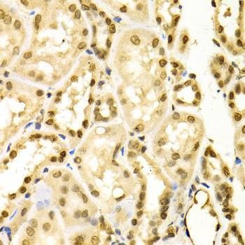 Anti-MAPK3 Antibody
