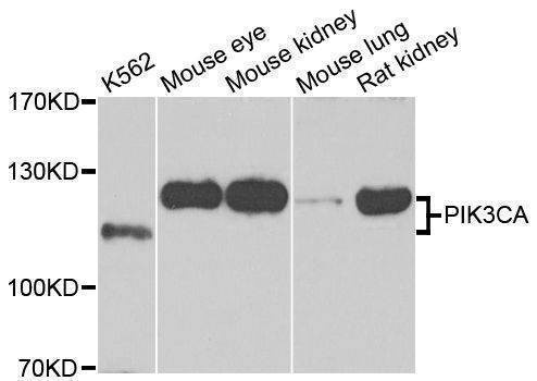 Anti-PIK3CA Antibody