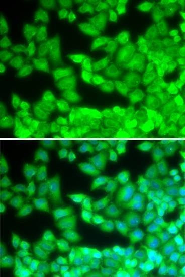 Anti-Mouse CD40LG Antibody