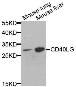 Anti-Mouse CD40LG Antibody