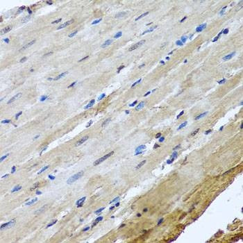 Anti-NUMA1 Antibody