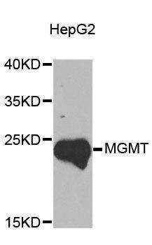 Anti-MGMT Antibody