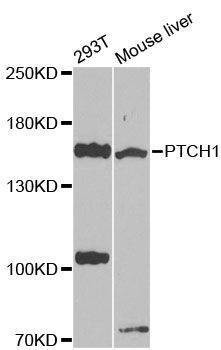 Anti-PTCH1 Antibody