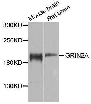 Anti-Mouse/Rat GRIN2A Antibody