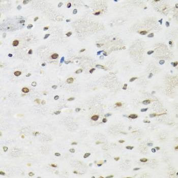 Anti-SFPQ Antibody