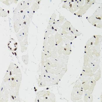 Anti-SFPQ Antibody