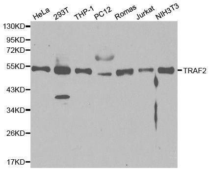 Anti-TRAF2 Antibody