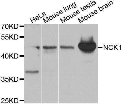 Anti-NCK1 Antibody