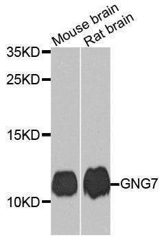Anti-Mouse/Rat GNG7 Antibody