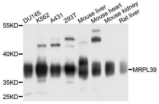 Anti-MRPL39 Antibody