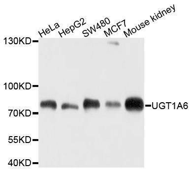 Anti-UGT1A6 Antibody