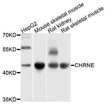 Anti-CHRNE Antibody