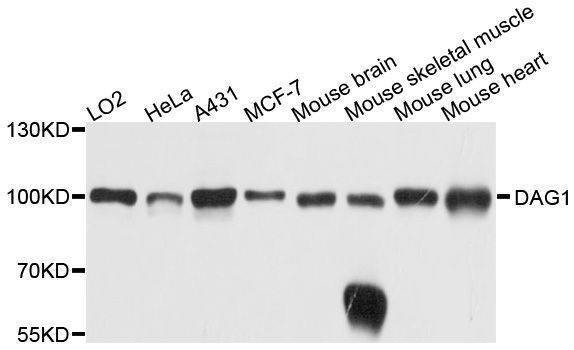 Anti-DAG1 Antibody