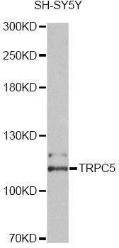 Anti-TRPC5 Antibody
