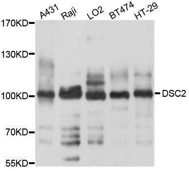 Anti-DSC2 Antibody