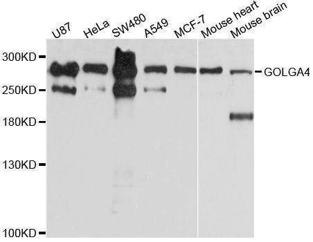 Anti-GOLGA4 Antibody