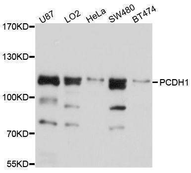 Anti-PCDH1 Antibody