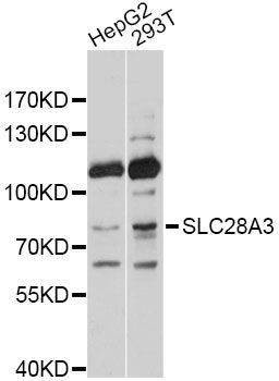 Anti-SLC28A3 Antibody