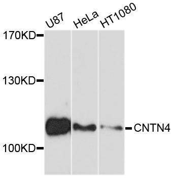 Anti-CNTN4 Antibody
