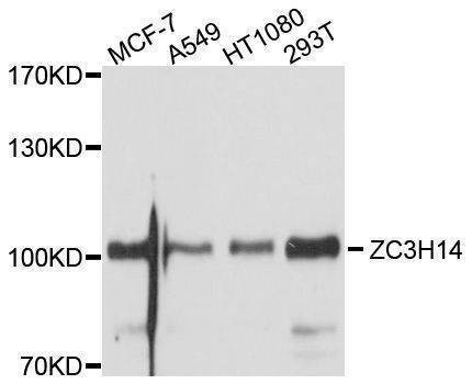 Anti-ZC3H14 Antibody