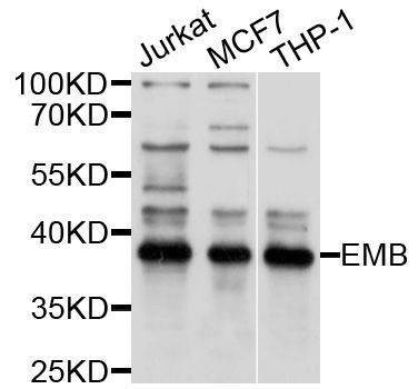 Anti-EMB Antibody