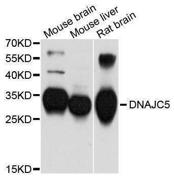 Anti-DNAJC5 Antibody