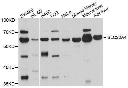 Anti-SLC22A4 Antibody