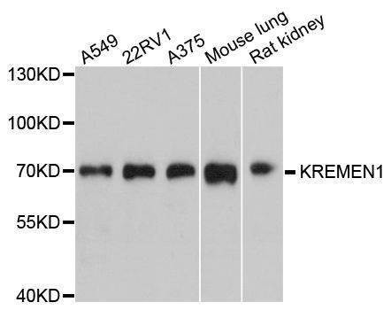 Anti-KREMEN1 Antibody