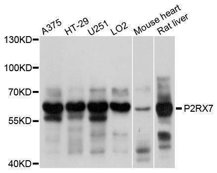Anti-P2RX7 Antibody