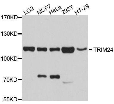 Anti-TRIM24 Antibody