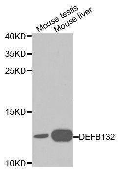 Anti-DEFB132 Antibody