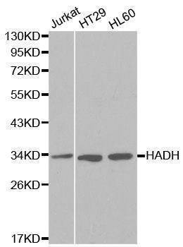 Anti-HADH Antibody