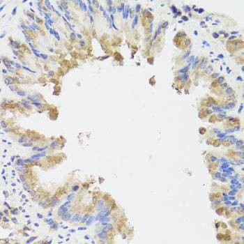 Anti-AMBRA1 Antibody