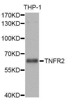 Anti-TNFRSF1B Antibody