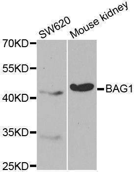 Anti-BAG1 Antibody
