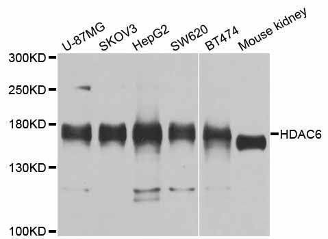 Anti-HDAC6 Antibody