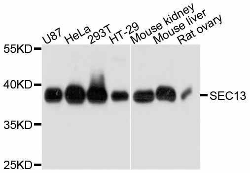 Anti-SEC13 Antibody