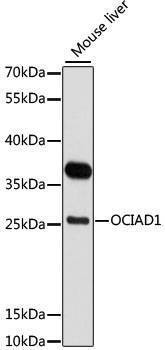Anti-OCIAD1 Antibody