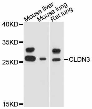 Anti-CLDN3 Antibody