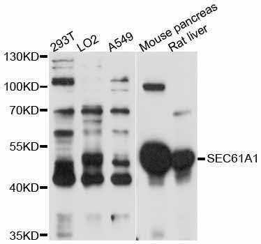 Anti-Mouse/Rat SEC61A1 Antibody
