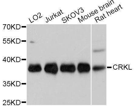 Anti-CRKL Antibody