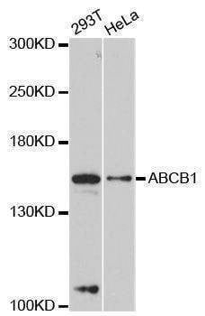 Anti-ABCB1 Antibody