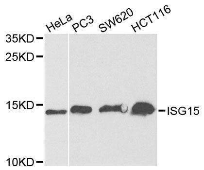 Anti-ISG15 Antibody